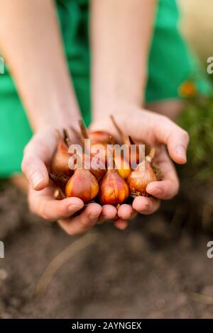 Planter des bulbes de fleurs (tulipe) dans le flowerbed en automne. Les mains du jardinier tenant des bulbes de fleurs de tulipe avant la plantation. Banque D'Images