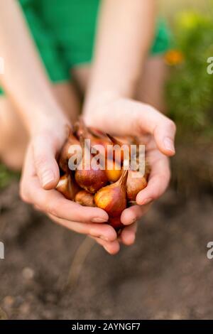 Planter des bulbes de fleurs (tulipe) dans le flowerbed en automne. Les mains du jardinier tenant des bulbes de fleurs de tulipe avant la plantation. Banque D'Images