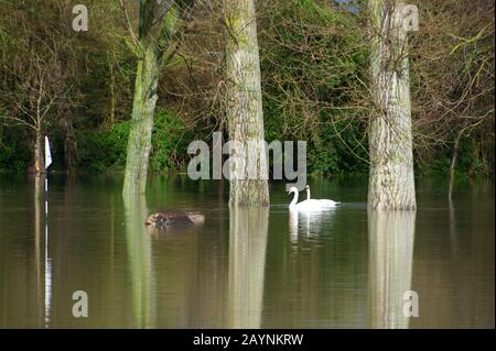 Inondation, Datchet Golf Club, Berkshire, Royaume-Uni. 10 février 2014. La Tamise éclate sa rive suite à de fortes pluies et inonde certaines parties du village de Datchet. Nagez et nourrissez-vous sur le terrain de golf inondé. Crédit : Maureen Mclean/Alay Banque D'Images