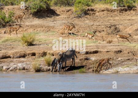 Grevys zèbres (Equus grevyi) et les impalas en voie de disparition buvant dans la rivière Ewaso Nyiro, Dans la Réserve nationale de Samburu au Kenya. Banque D'Images