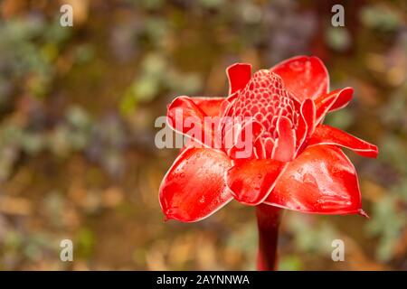 Tropical flower red de porcelaine (Etlingera elatior)