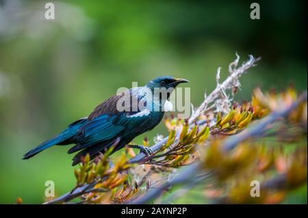 Une tui (Prostemadera novaeseelandiae), un oiseau de sérine endémique, nourrit le nectar sur une fleur de lin dans le Karori Wildlife Sanctuary près de Wellington Banque D'Images