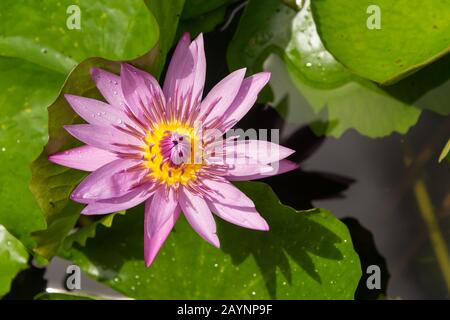 Nymphaea Water Lily (violet) nenuphar Banque D'Images