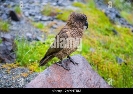 A Kea (Nestor notabilis), une grande espèce de perroquet que l'on trouve dans les régions boisées et alpines, le parc national de Fjordland, sur l'île du Sud, en Nouvelle-Zélande. Banque D'Images