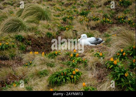 Un albatros royal nichant parmi les fleurs jaunes de Bulbinella rossii, communément appelées nénuphars de Ross (mégaherb sous-antarctique), sur l'île Campbell, un sous-marin Banque D'Images