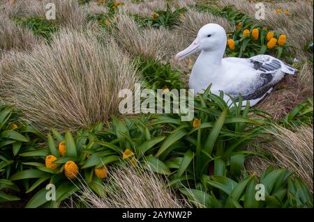 Un albatros royal nichant parmi les fleurs jaunes de Bulbinella rossii, communément appelées nénuphars de Ross (mégaherb sous-antarctique), sur l'île Campbell, un sous-marin Banque D'Images