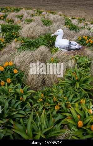 Un albatros royal nichant parmi les fleurs jaunes de Bulbinella rossii, communément appelées nénuphars de Ross (mégaherb sous-antarctique), sur l'île Campbell, un sous-marin Banque D'Images