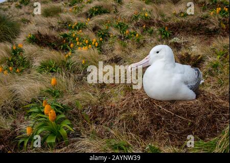 Un albatros royal nichant parmi les fleurs jaunes de Bulbinella rossii, communément appelées nénuphars de Ross (mégaherb sous-antarctique), sur l'île Campbell, un sous-marin Banque D'Images