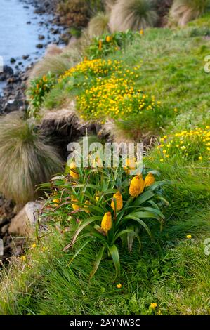 Fleurs de Bulbinella rossii jaunes, communément appelées nénuphars de Ross (mégaherb sous-antarctique), sur l'île Campbell, une île sous-antarctique dans le Campbell Banque D'Images