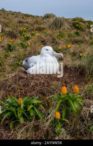 Un albatros royal nichant parmi les fleurs jaunes de Bulbinella rossii, communément appelées nénuphars de Ross (mégaherb sous-antarctique), sur l'île Campbell, un sous-marin Banque D'Images