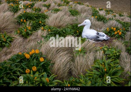 Un albatros royal nichant parmi les fleurs jaunes de Bulbinella rossii, communément appelées nénuphars de Ross (mégaherb sous-antarctique), sur l'île Campbell, un sous-marin Banque D'Images