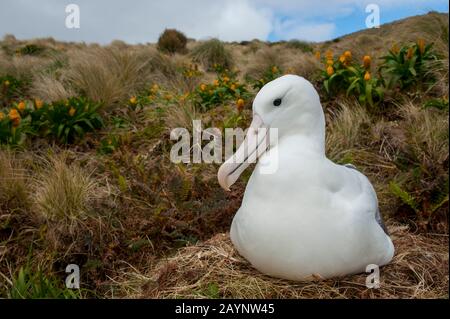 Un albatros royal nichant parmi les fleurs jaunes de Bulbinella rossii, communément appelées nénuphars de Ross (mégaherb sous-antarctique), sur l'île Campbell, un sous-marin Banque D'Images