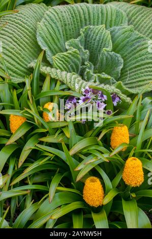 Gros plan des mégaherbes, y compris des fleurs jaunes de Bulbinella rossii, communément appelées nénuphars de Ross (mégaherbe subataire), sur l'île Campbell, un sous-A Banque D'Images