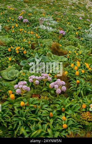 Les fleurs d'Anisotome latifolia rose (Carrot de l'île Campbell) et de Bulbinella rossii jaune, communément appelées nénuphars de Ross (mégaherb sous-antarctique), sur Le Ca Banque D'Images