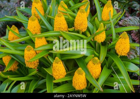 Fleurs de Bulbinella rossii jaunes, communément appelées nénuphars de Ross (mégaherb sous-antarctique), sur l'île Campbell, une île sous-antarctique dans le Campbell Banque D'Images