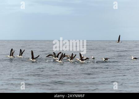 Campbell albatros ou Campbell mollymawks (Thalassarche impavida) qui s'empare de l'océan à l'île Campbell, une île sous-antarctique du Cambe Banque D'Images