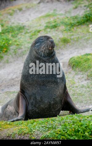 Un lion de mer de Nouvelle-Zélande (Phocarctos hookeri), également connu sous le nom de lion de mer de Hookers, patrouillant son terrretory sur l'île Enderby, un sous-Antarctique I Banque D'Images