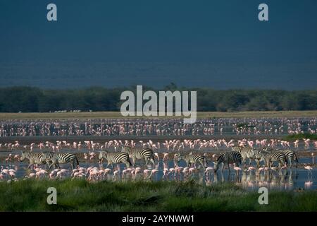 Un groupe de zébrures de Burchell traversant un lac peu profond avec des flamants dans le parc national d'Amboseli, au Kenya. Banque D'Images