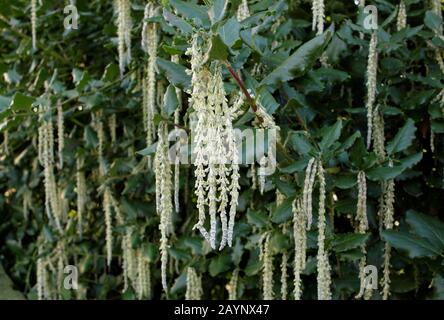 Garrya Elliptica 'James Roof'. Chatons verts argentés de l'arbre à pampilles en soie en hiver. ROYAUME-UNI. Banque D'Images