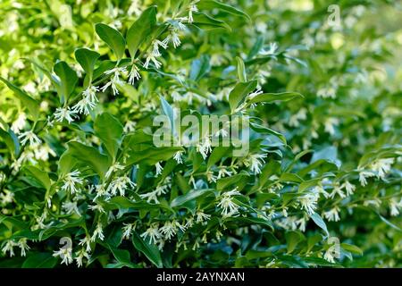 Sarcococca confusa, également appelée boîte de Noël ou boîte douce, affichant des fleurs très odorantes dans un jardin d'hiver, Royaume-Uni Banque D'Images