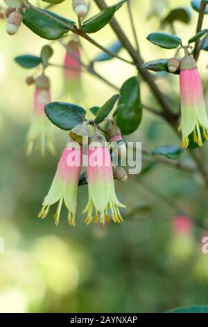 Correa 'marvel' arbuste vert, présentant des fleurs roses et jaunes caractéristiques, dans un jardin d'hiver. ROYAUME-UNI Banque D'Images