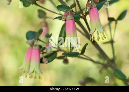 Correa 'marvel' arbuste vert, présentant des fleurs roses et jaunes caractéristiques, dans un jardin d'hiver. ROYAUME-UNI Banque D'Images