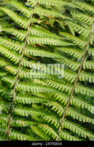 Détail feuilles fern Dryopteris 'Walluchana'. ROYAUME-UNI Banque D'Images