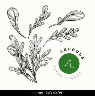 Arugula dessinée à la main. Illustration vectorielle d'aliments frais biologiques isolée sur fond blanc. Illustration de la salade de rucola aux légumes vectoriels. Gravé s Illustration de Vecteur