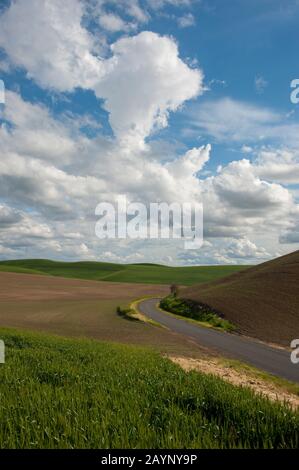 Route de gravier à travers les champs de la Palouse, État de Washington de l'est, États-Unis. Banque D'Images