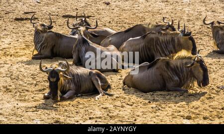 Grand troupeau de wildebeest blanc barbu oriental assis ensemble dans le sable, antilope tropicale de l'Afrique Banque D'Images