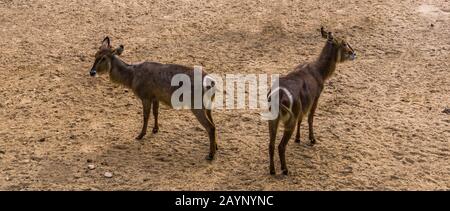 Couple de buck d'ellipsen ensemble, antilope tropicale de l'Afrique Banque D'Images