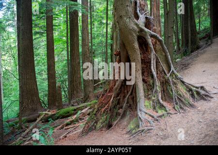 Arbre en pleine croissance hors de l'infirmière, connectez-vous dans les forêts tropicales le long de la rive ouest des montagnes Cascade au parc régional d'Olallie, près de North Bend, Washington St Banque D'Images