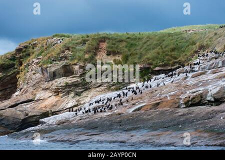 Cormorants à double foi (Phalacrocorax auritus) sur une petite île d'oiseaux dans le golfe du Saint-Laurent, près de l'île du Cap-Breton, Nouvelle-Écosse, Canada. Banque D'Images