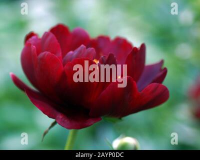 Paeonia Sable. Fleur de pivoine rouge. Paeonia lactiflora pivoine chinoise (ou même jardin pivoine). Une fleur Banque D'Images