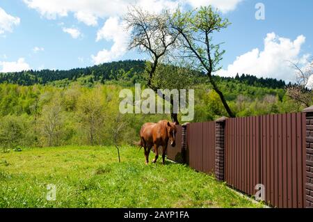 de beaux chevaux sont grisés dans les montagnes de printemps sous le soleil chaud sur le fond de la forêt Banque D'Images