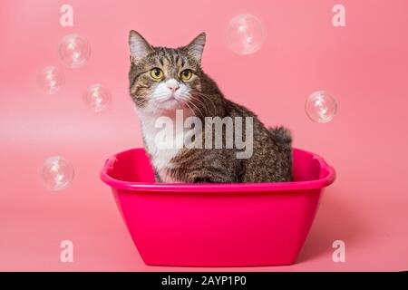 Grand chat gris lave dans un bassin rose Banque D'Images