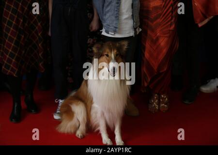 Berlin, Allemagne. 16 février 2020. Berlin: La photo montre Lassi sur le tapis rouge devant le Zoo Palast pour la première mondiale de LASSI - EINE ABENTEUERLICHE REISE (photo de Simone Kuhlmey/Pacific Press) crédit: Pacific Press Agency/Alay Live News Banque D'Images