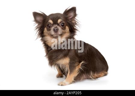 Chien race Chihuahua brun isolé sur un fond blanc Banque D'Images