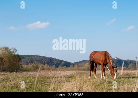 un cheval rouge se craque sur un grand champ par une journée ensoleillée Banque D'Images