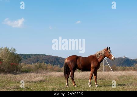 un cheval rouge se craque sur un grand champ par une journée ensoleillée Banque D'Images