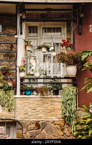 Belles plantes de maison décorant un petit balcon comme une façon d'accueillir le printemps, jardinage pendant la quarantaine à la maison, faire face à l'auto-isolation et Banque D'Images