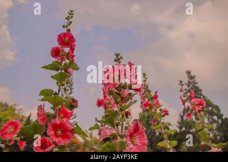 Belles fleurs roses fleuries au début du printemps de Da nang, Vietnam Banque D'Images