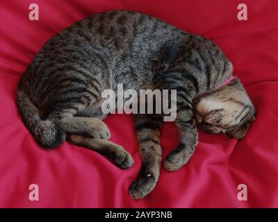Cat dormant sur un concept de raquette de table rouge de la lutte et de faire face à la quarantaine à domicile pendant la pandémie de covid-19 Banque D'Images