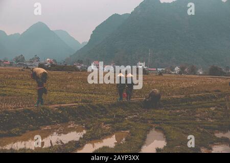 Scène rurale cinématographique des agriculteurs qui travaillent dans le riz paddy pendant la saison des pluies à Ha giang, au Vietnam. Banque D'Images
