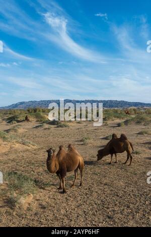 Les chameaux Bactrian se paissent parmi les Saxaul (Haloxylon ammodendron) (parfois appelé sacsaoul ou saksaul) dans les dunes de sable d'Hongoryn Els dans les Gobi Banque D'Images