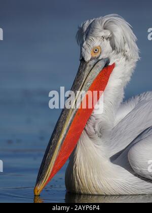 Pélican dalmatien, Pelecanus crispus, tir de tête d'oiseau unique, Grèce, février 2020 Banque D'Images
