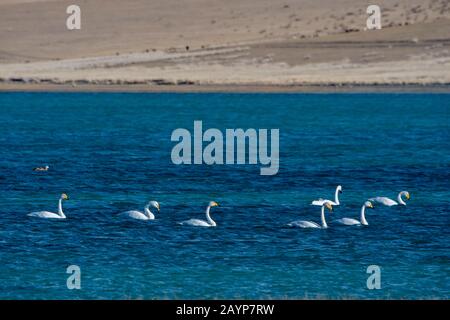 Whooper swans (Cygnus cynus) nageant sur le lac Shar Nurr dans les montagnes de l'Altaï près de la ville d'Ulgii (Ölgii) dans la province de Bayan-Ulgii dans l'ouest de M Banque D'Images