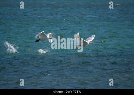 Whooper swans (Cygnus cynus) en partant du lac Shar Nurr dans les montagnes de l'Altaï près de la ville d'Ulgii (Ölgii) dans la province de Bayan-Ulgii à weste Banque D'Images