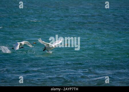 Whooper swans (Cygnus cynus) en partant du lac Shar Nurr dans les montagnes de l'Altaï près de la ville d'Ulgii (Ölgii) dans la province de Bayan-Ulgii à weste Banque D'Images