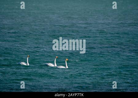 Whooper swans (Cygnus cynus) nageant sur le lac Shar Nurr dans les montagnes de l'Altaï près de la ville d'Ulgii (Ölgii) dans la province de Bayan-Ulgii dans l'ouest de M Banque D'Images